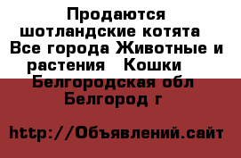 Продаются шотландские котята - Все города Животные и растения » Кошки   . Белгородская обл.,Белгород г.